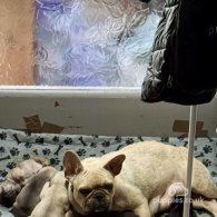 French Bulldog - Both