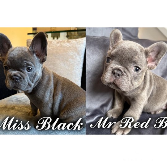 French Bulldog - Both