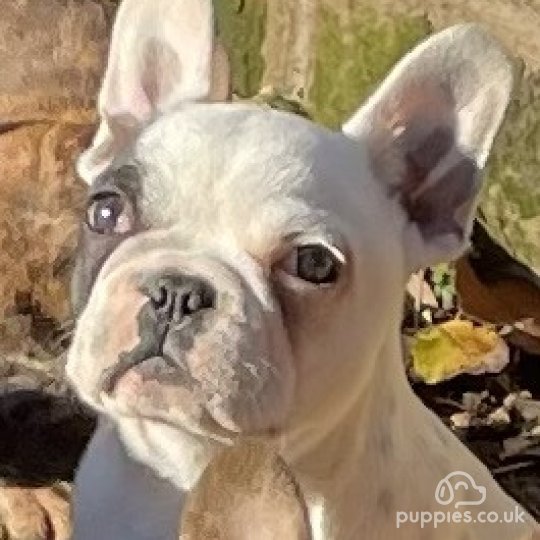 French Bulldog - Dogs