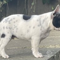 French Bulldog - Dogs