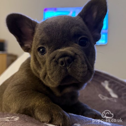 French Bulldog - Both