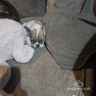 French Bulldog - Both