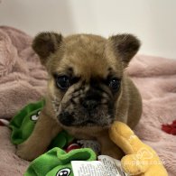 French Bulldog - Both