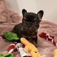 French Bulldog - Both