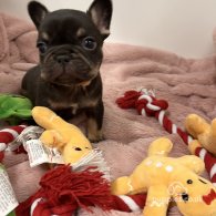 French Bulldog - Both