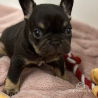 French Bulldog - Both