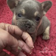 French Bulldog - Both