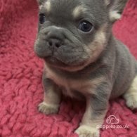 French Bulldog - Both