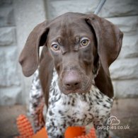 German Pointer - Both