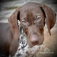 German Pointer - Both