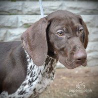 German Pointer - Both