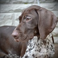 German Pointer - Both