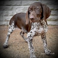 German Pointer - Both