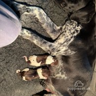 German Pointer - Both