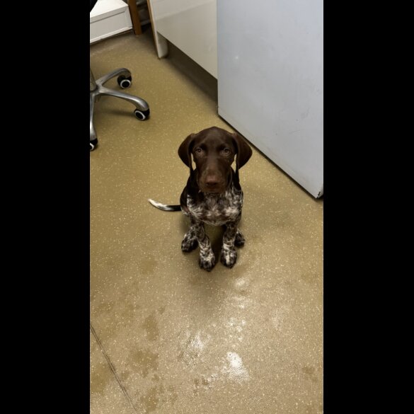 German Pointer - Both