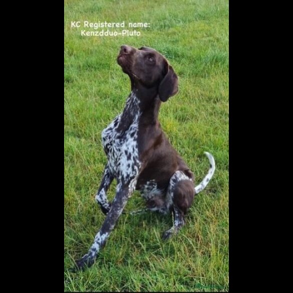 German Pointer - Both