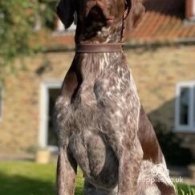 German Pointer - Both