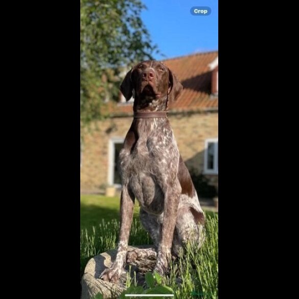 German Pointer - Both