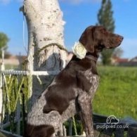 German Pointer - Both