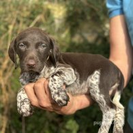 German Pointer - Both