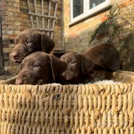 German Pointer - Both