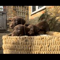 German Pointer - Both