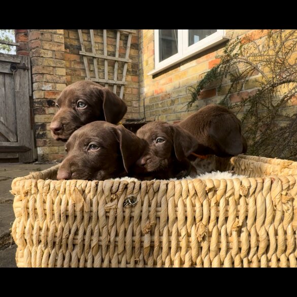 German Pointer - Both