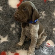 German Pointer - Both