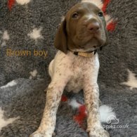 German Pointer - Both