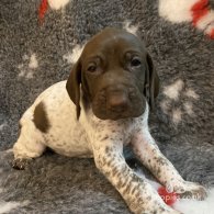 German Pointer - Both