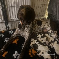 German Pointer - Both