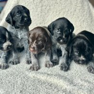 German Pointer - Both