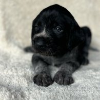 German Pointer - Both