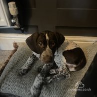 German Pointer - Dogs