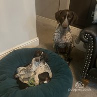 German Pointer - Dogs