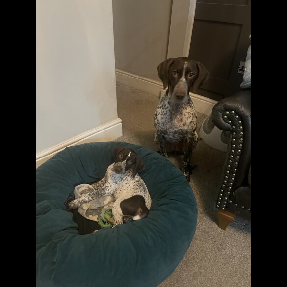 German Pointer - Both