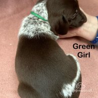 German Pointer - Both