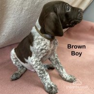 German Pointer - Both