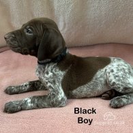 German Pointer - Both