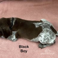 German Pointer - Both