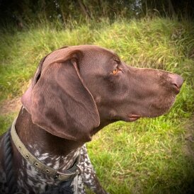 German Pointer