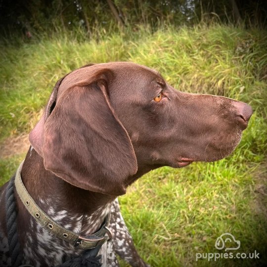 German Pointer