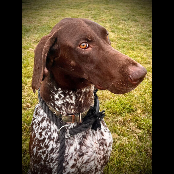 German Pointer