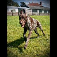 German Pointer