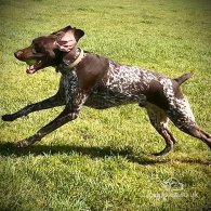 German Pointer