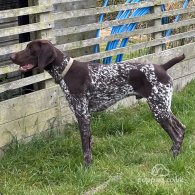 German Pointer