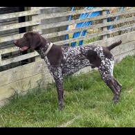 German Pointer