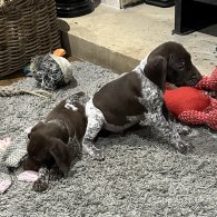 German Pointer