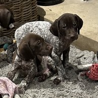 German Pointer