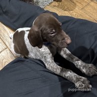 German Pointer